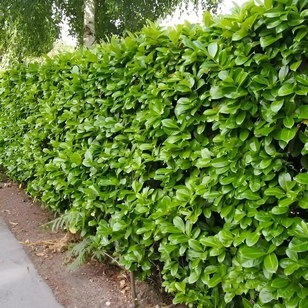 Grüner Gehölz Prunus laurocerasus 'Rotundifolia' / Kirschlorbeer, im Garten, mit glänzenden Blättern, von Stauden Gänge.