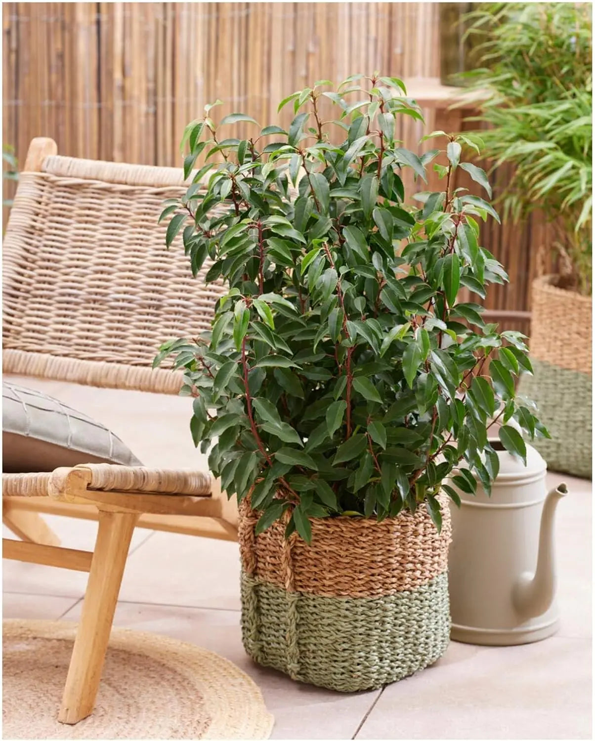 Gehölz Prunus lusitanica 'Angustifolia', Portugiesischer Kirschlorbeer, dichtes grünes Laub, Stauden Gänge, Gartenpflanze