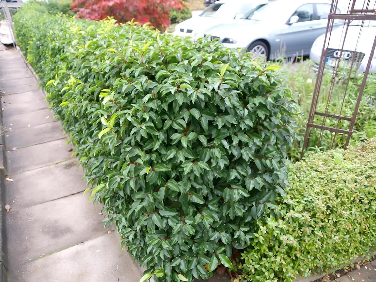 Prunus lusitanica 'Angustifolia', portugiesischer Kirschlorbeer, grünes Gehölz mit schmalen Blättern, Stauden Gänge.