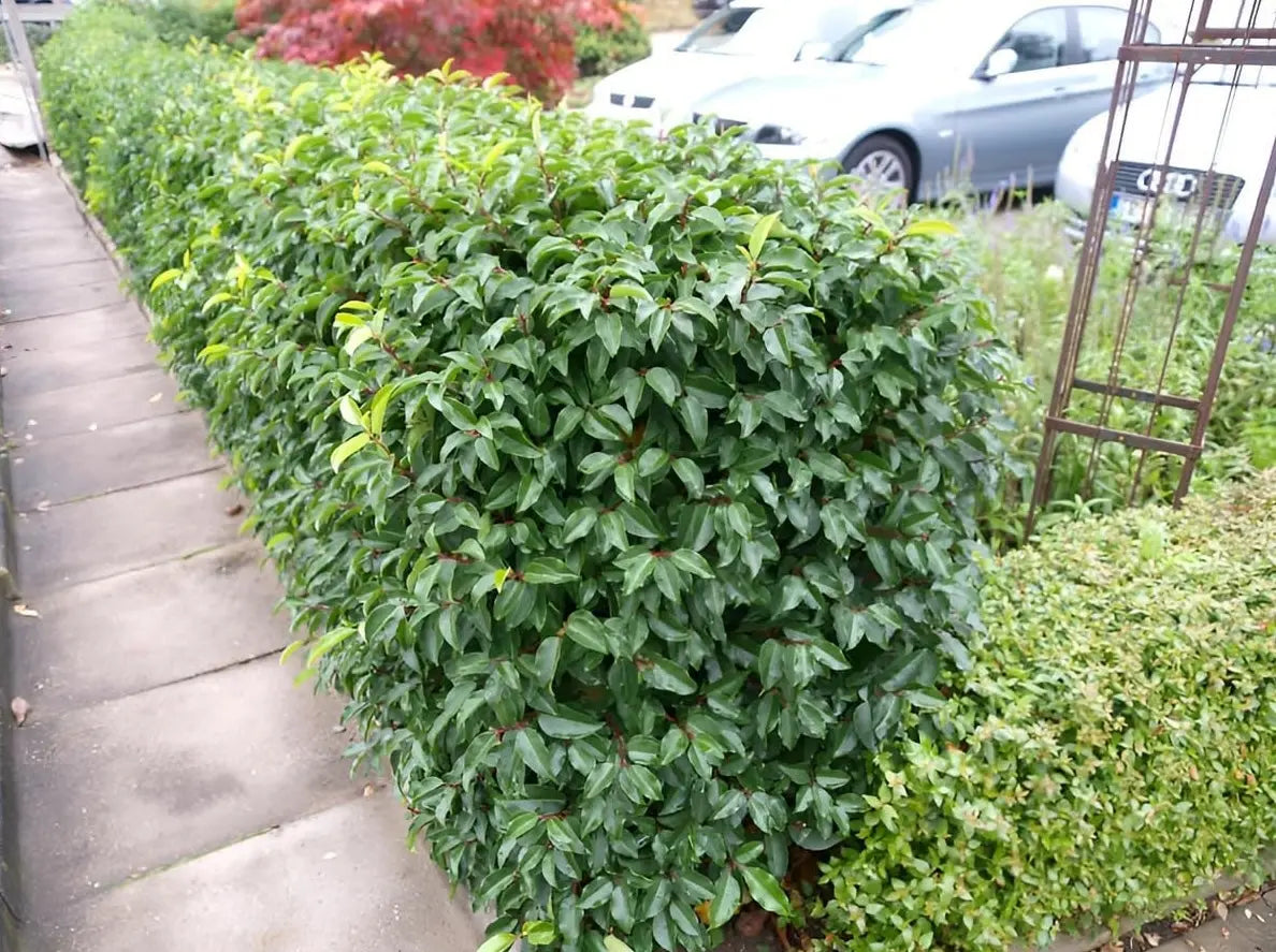 Prunus lusitanica, portugiesischer Kirschlorbeer, Gehölz, Stauden Gänge, immergrünes Buschgehölz mit glänzenden Blättern