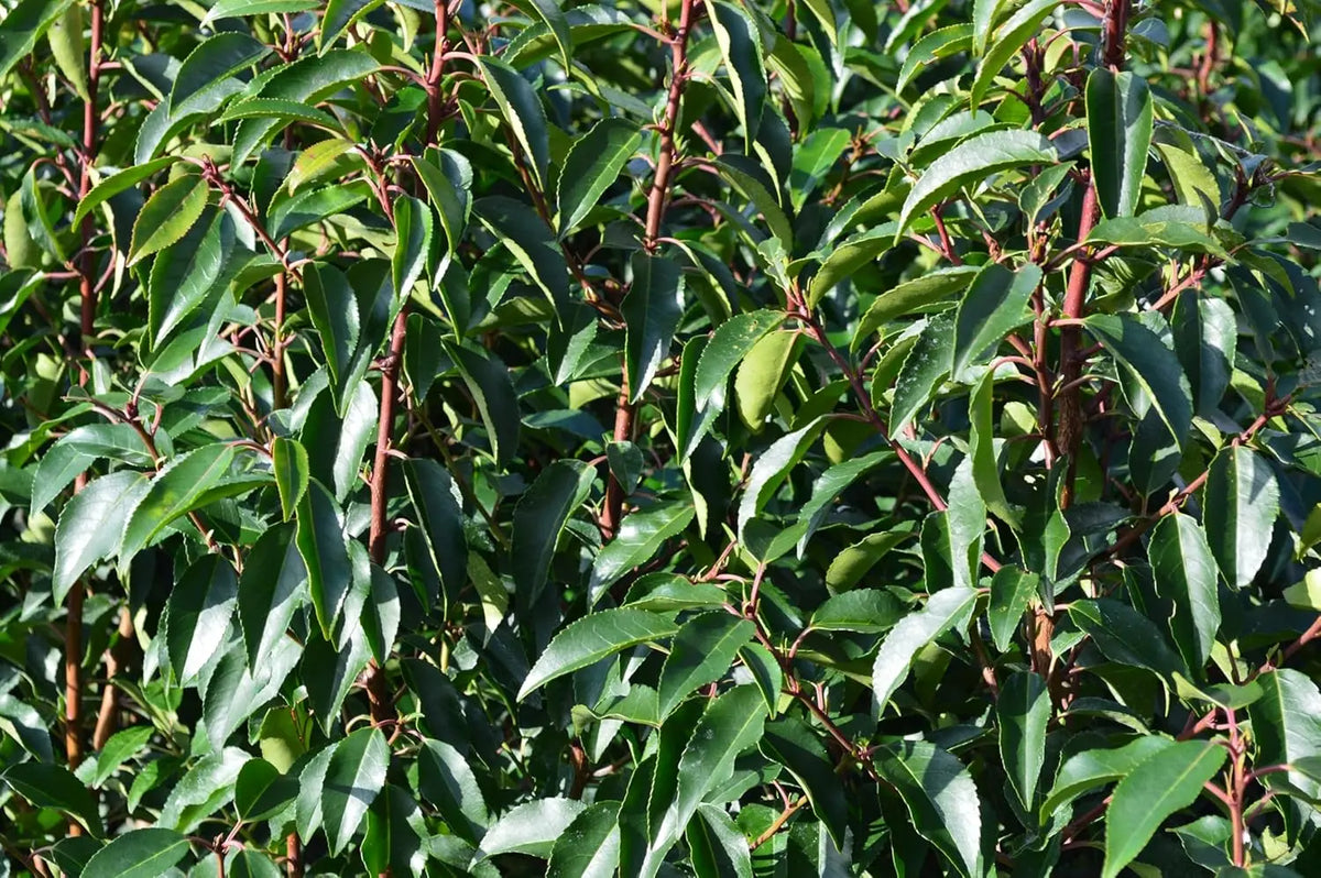 Stauden Gänge Prunus lusitanica, portugiesischer Kirschlorbeer, grünes Gehölz mit dichten Blättern, im Garten.