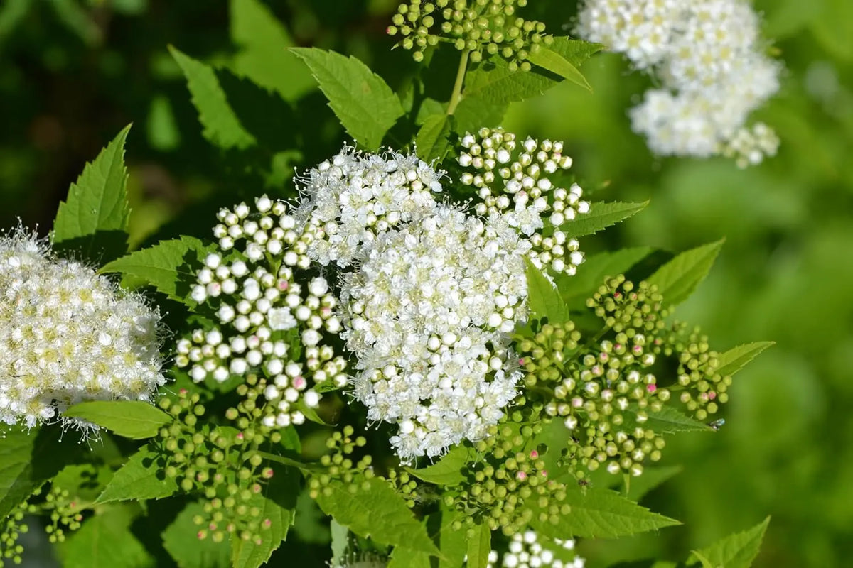 Weiße Zwergspiere (Spiraea japonica 'Albiflora') als Gehölz, mit weißen Blüten, von Stauden Gänge.