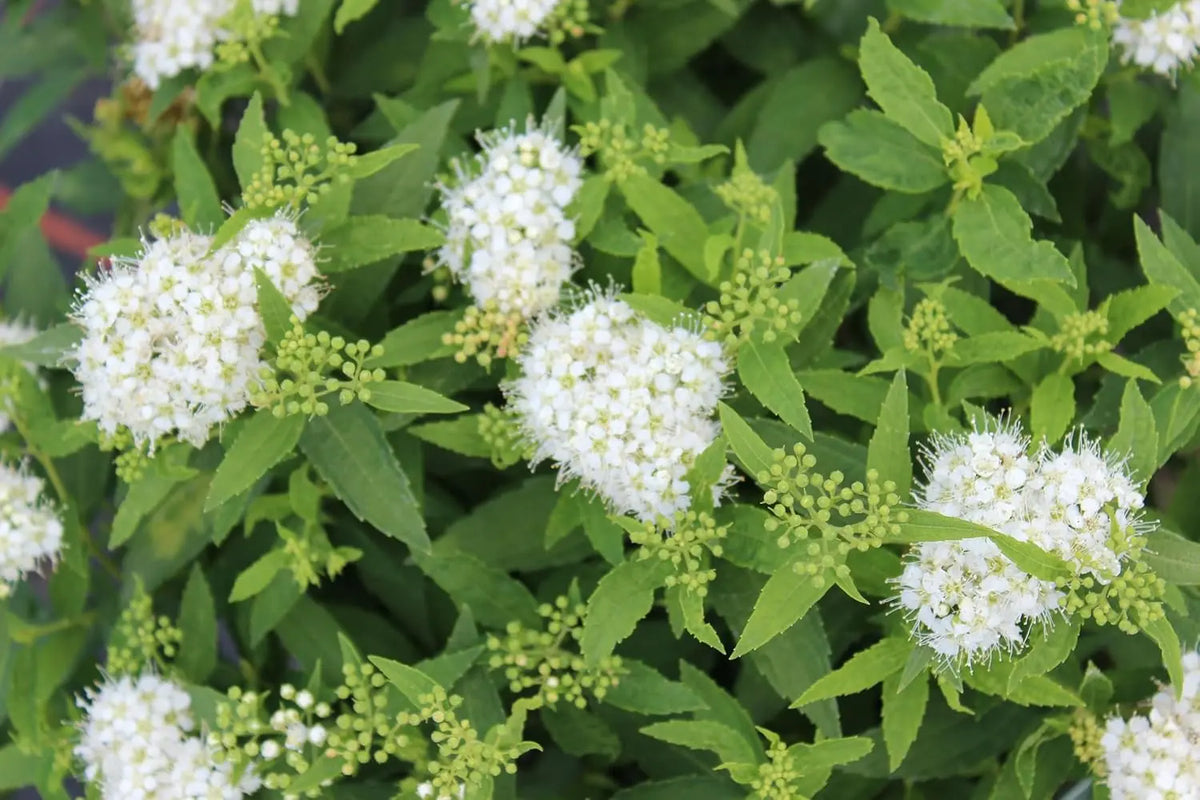 Weiße Zwergspiere (Spiraea japonica 'Albiflora') als kleines Gehölz mit weißen Blüten, Stauden Gänge.