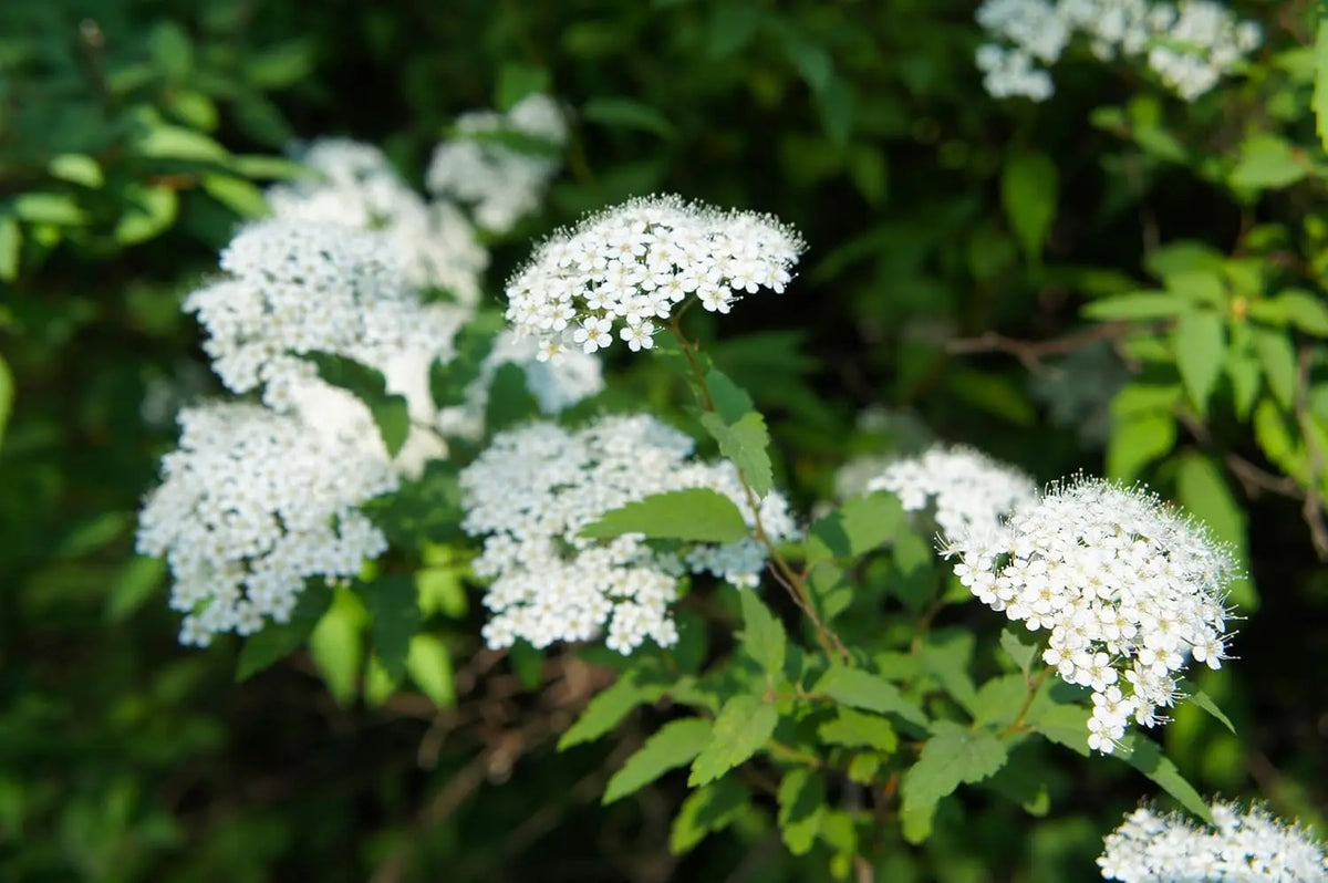 Weißer Zwergspiere, Spiraea japonica 'Albiflora', als Gehölz mit weißen Blüten, von Stauden Gänge.