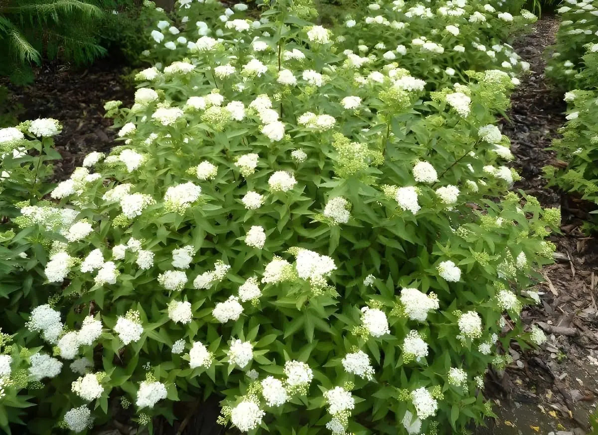Gehölz Spiraea japonica 'Albiflora' – Weiße Zwergspiere mit weißen Blüten, gepflegte Pflanze, Stauden Gänge.