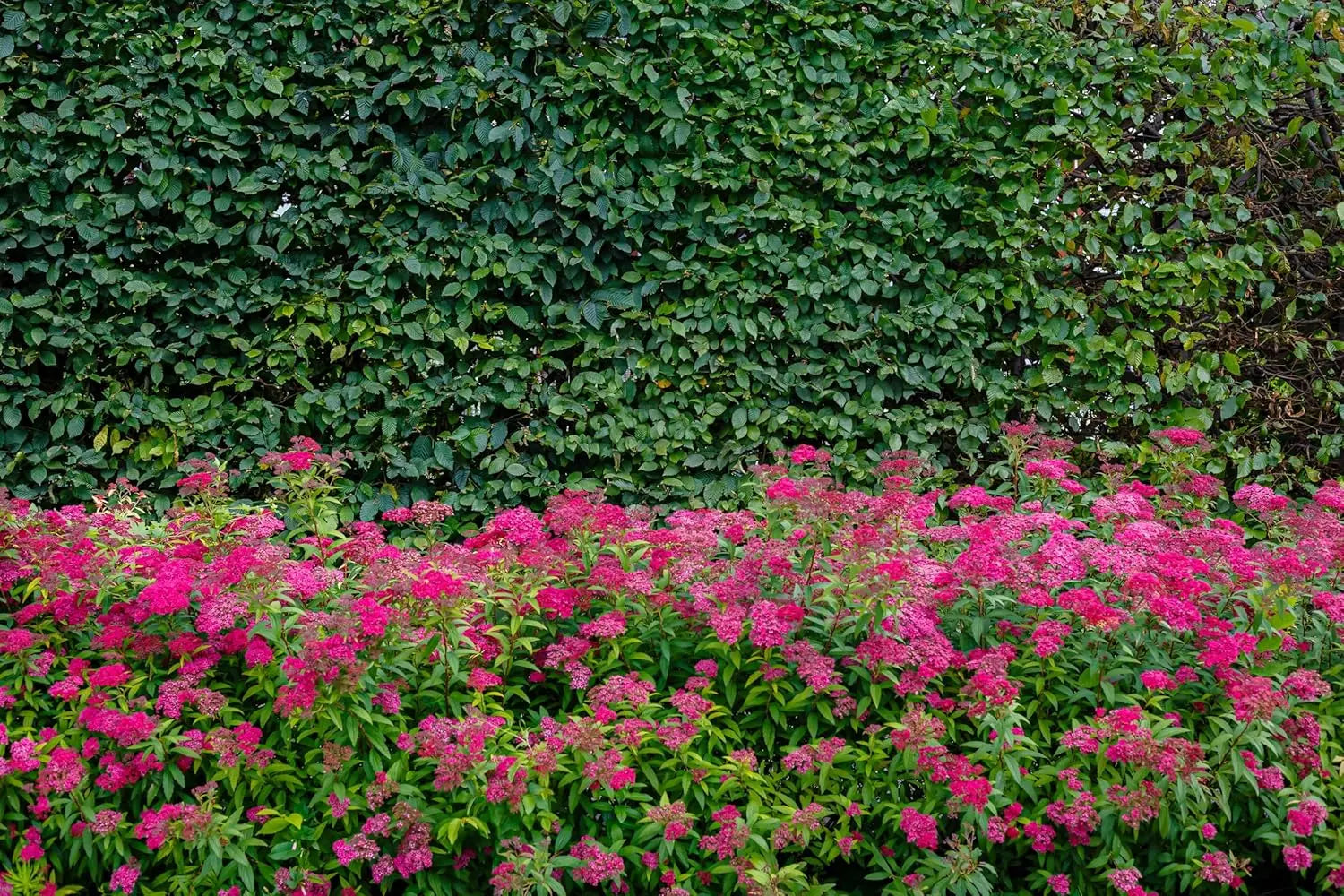 Rote Sommerspiere (Spiraea japonica 'Anthony Waterer') als Gehölz, mit üppigem, rotlaubigem Laub und zarten Blüten.