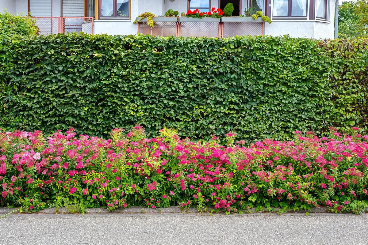 Rote Spiraea japonica 'Anthony Waterer', Sommerblume, Gehölz, Stauden Gänge, blühender Strauch mit roten Blättern.