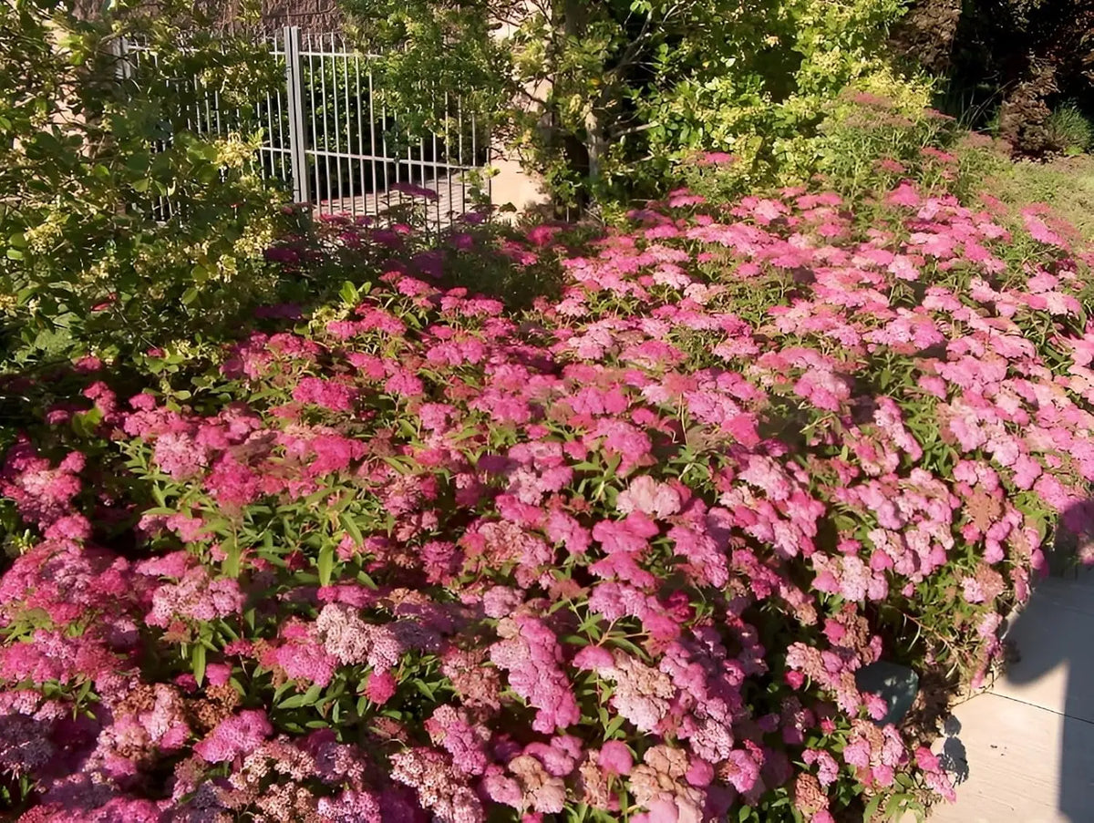 Rote Sommer-Spiraea 'Anthony Waterer' als blühendes Gehölz, mit grünen Blättern und rosa Blüten, Stauden Gänge.
