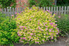 Gelbe Zwergspiere Spiraea japonica 'Golden Princess' als Gehölz, mit leuchtend gelben Blättern, von Stauden Gänge.