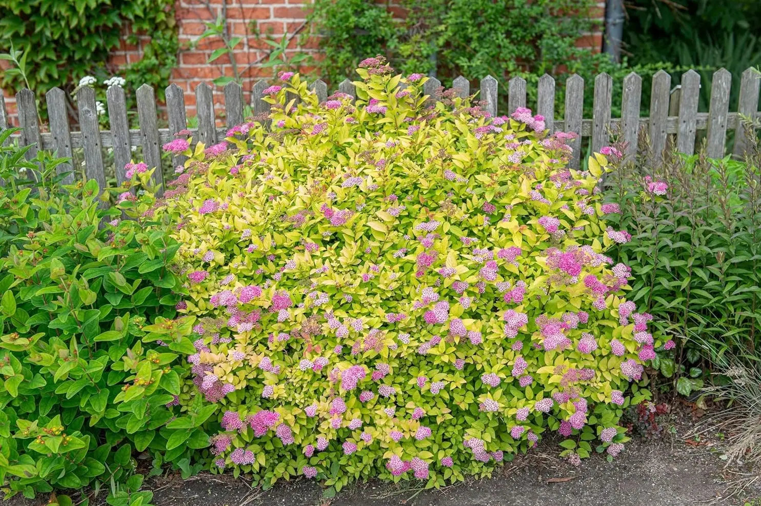 Gelbe Zwergspiere Spiraea japonica 'Golden Princess' als Gehölz, mit leuchtend gelben Blättern, von Stauden Gänge.