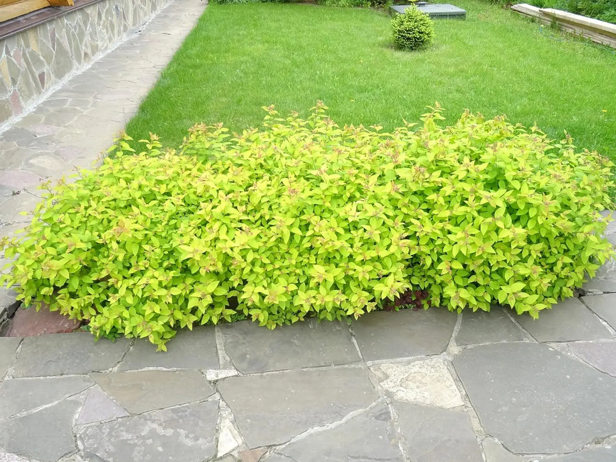 Gelbe Zwergspiere Spiraea japonica 'Golden Princess', kleines Gehölz mit gelben Blättern, in Gartenumgebung bei Stauden Gänge