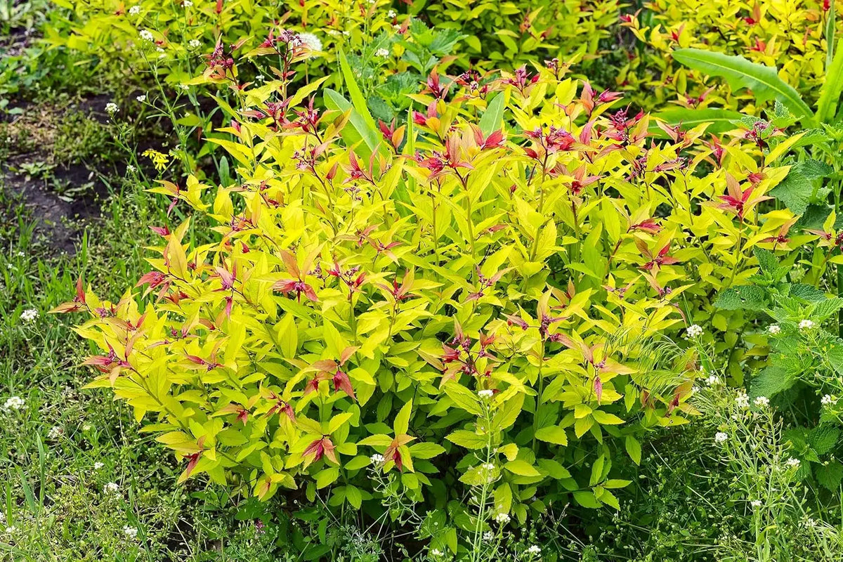 Gelbe Zwergspiere Spiraea japonica 'Golden Princess' als Gehölz, mit leuchtend gelben Blättern und kompakter Wuchsform.