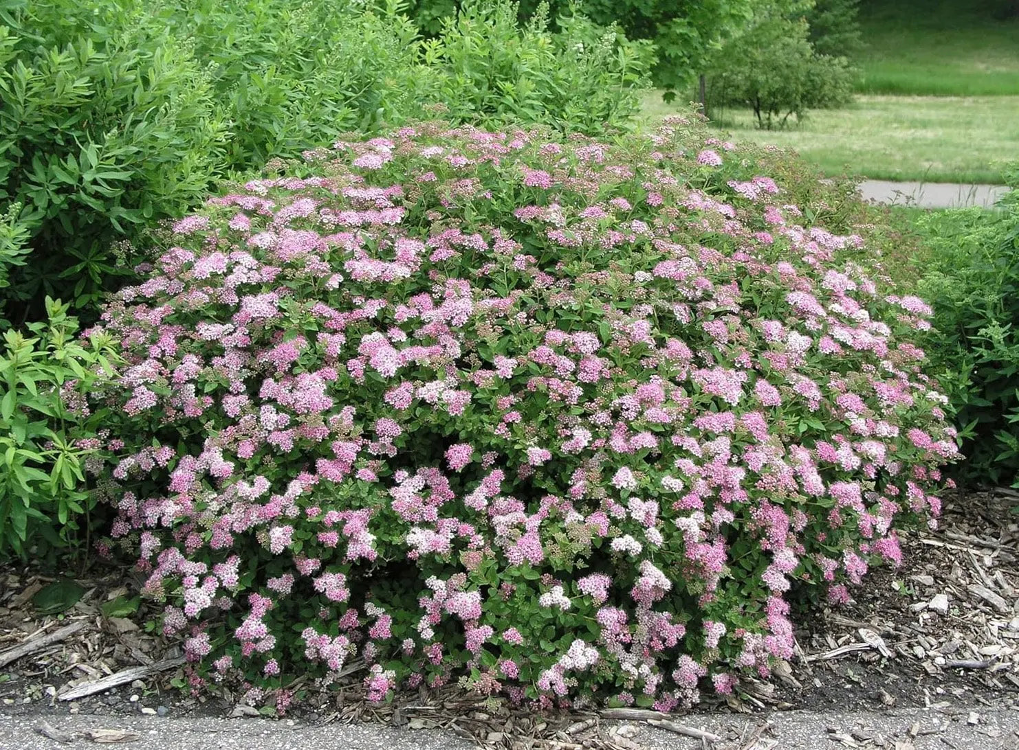 Kleiner rosa Zwergspiere Strauch, Spiraea japonica 'Little Princess', blühendes Gehölz, Stauden Gänge