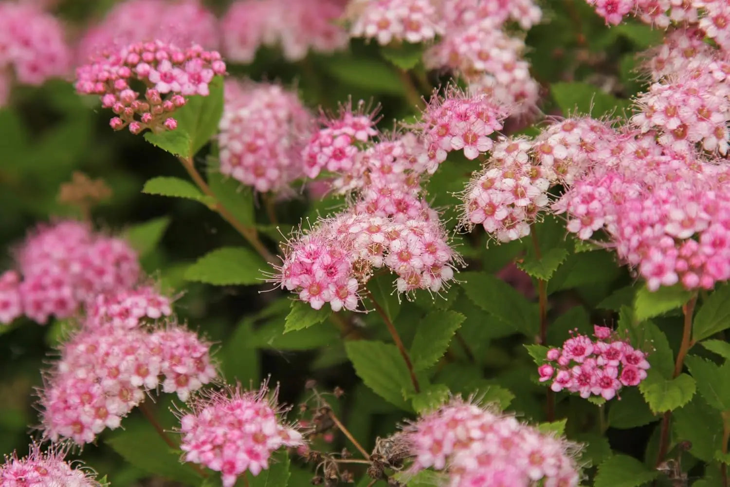 Gehölz Spiraea japonica 'Little Princess' / Rosa Zwergspiere von Stauden Gänge, blühende Stauden im Garten