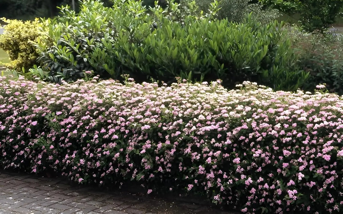 Kleiner rosa Zwergspiere-Strauch Spiraea japonica 'Little Princess' als Gehölz, üppiges Blüten- und Laubdetail.