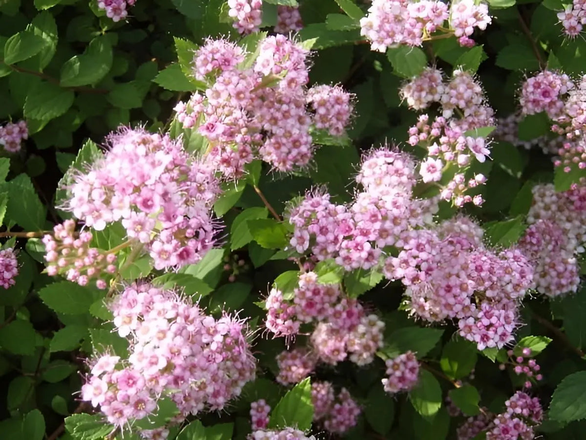 Stauden Gänge Spiraea japonica 'Little Princess', rosa Zwergspiere, kleines Gehölz mit rosa Blüten, im Garten.