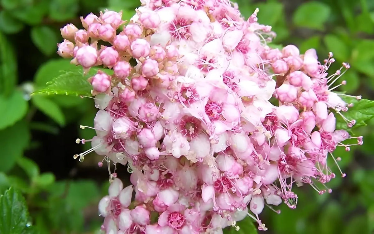 Zierstrauch Spiraea japonica 'Little Princess' - Rosa Zwergspiere, blühender Gehölz, Stauden Gänge, natürliche Gartenpflanze