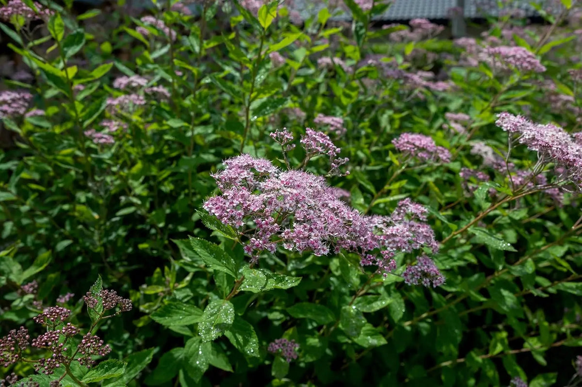 Kleine rosa Zwergspiere (Spiraea japonica 'Little Princess‘) als Gehölz, mit rosa Blüten und üppigem Laub, im Garten.