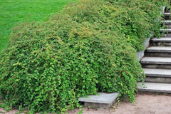 Stephanandra incisa 'Crispa' Kranzspiere, ein Gehölz mit gefiederten Blättern und zarten Zweigen, von Stauden Gänge.
