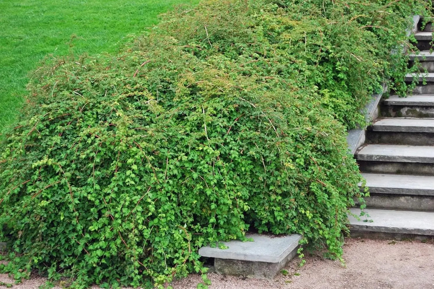 Stephanandra incisa 'Crispa' Kranzspiere, ein Gehölz mit gefiederten Blättern und zarten Zweigen, von Stauden Gänge.