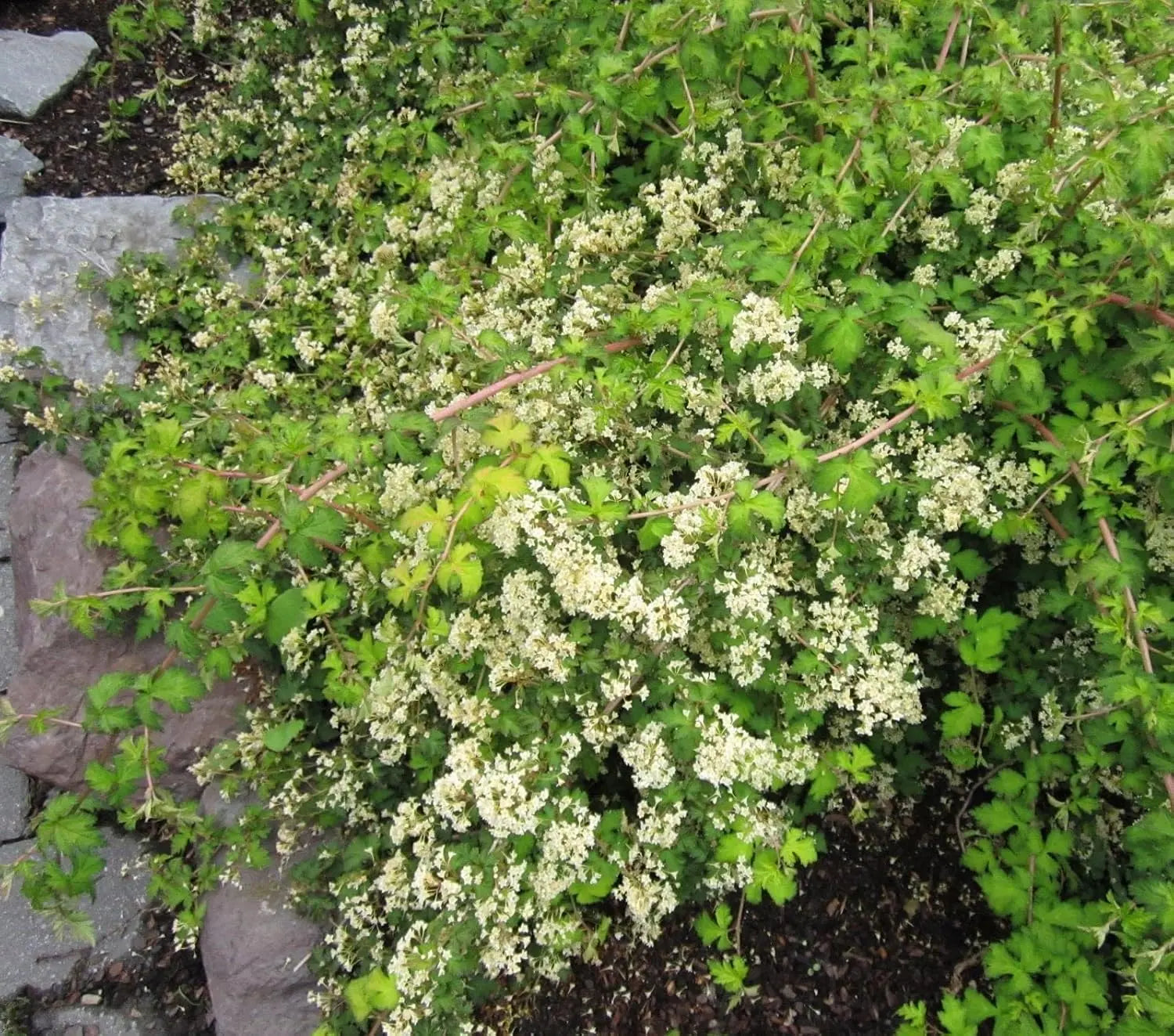Stephanandra incisa 'Crispa', Kranzspiere, ein grünes Gehölz mit zerzausten Blättern, von Stauden Gänge.