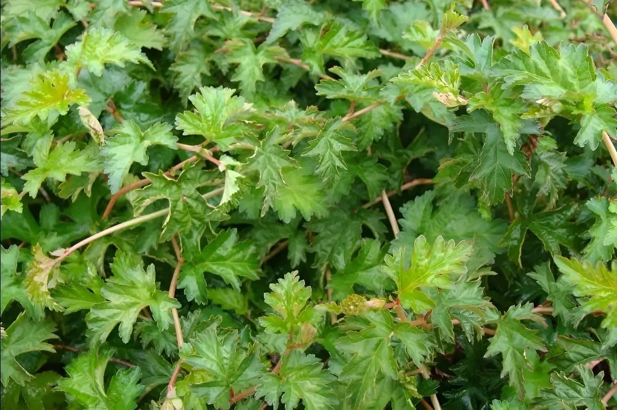 Stephanandra incisa 'Crispa', Kranzspiere, als Gehölz mit gefiederten Blättern, im Garten bei Stauden Gänge.