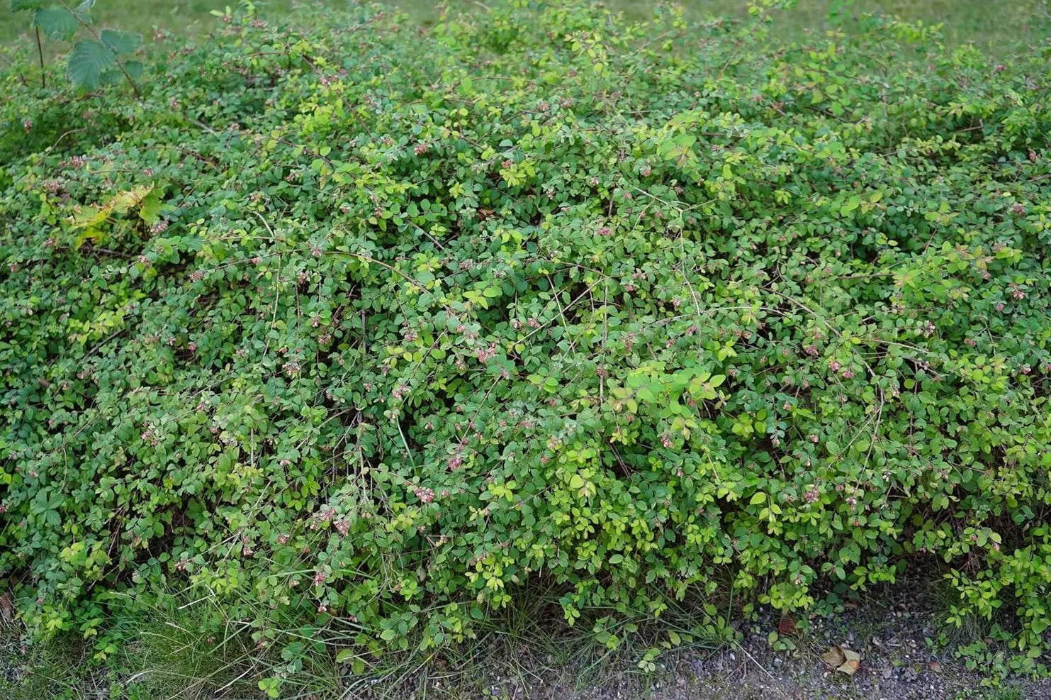 Niedrige Purpurbeere Symphoricarpos x chenaultii 'Hancock' Gehölz, Stauden Gänge, mit dunklen Beeren und grünen Blättern.