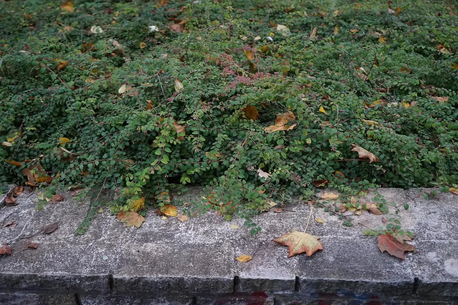 Niedrige Purpurbeere Symphoricarpos x chenaultii 'Hancock', Gehölz mit purpurnen Beeren, von Stauden Gänge.