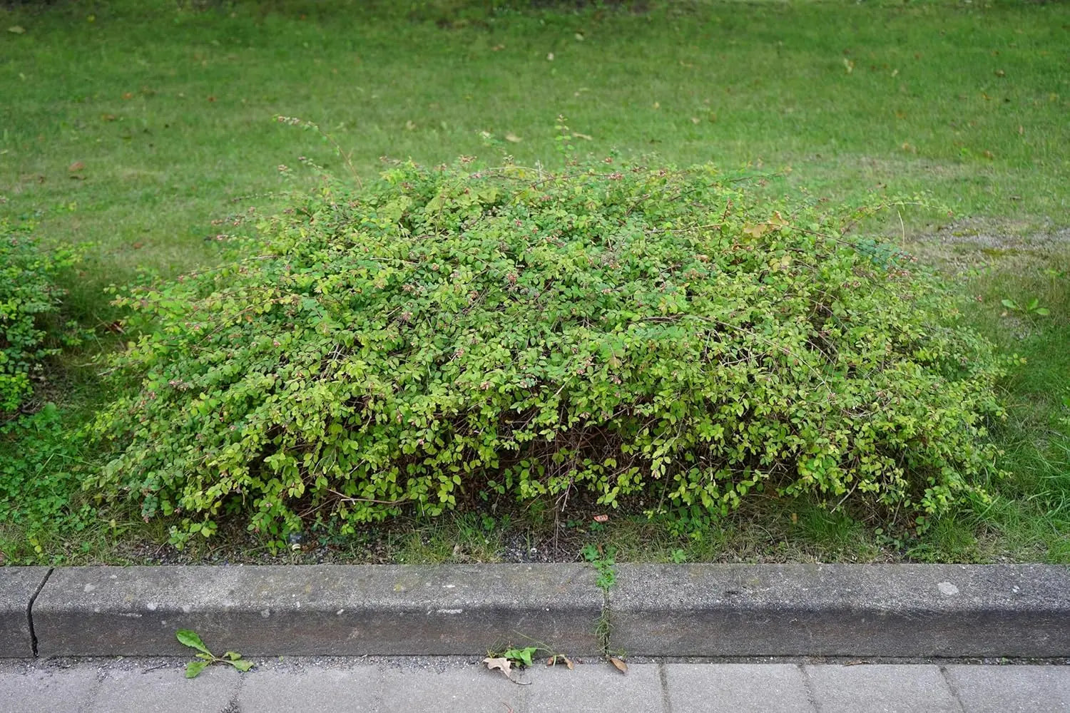 Niedrige Purpurbeere Symphoricarpos x chenaultii 'Hancock' Gehölz mit roten Beeren, Stauden Gänge, im Garten.