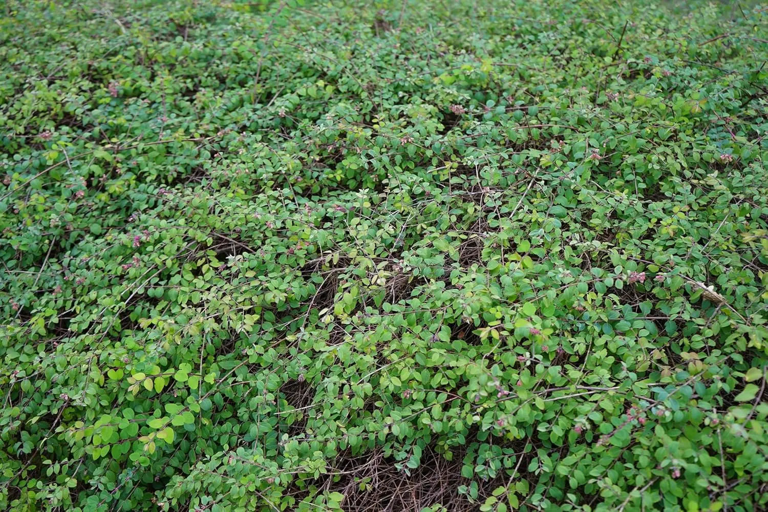 Niedrige Purpurbeere Symphoricarpos x chenaultii 'Hancock' als Gehölz, grüne Blätter und rote Beeren sichtbar