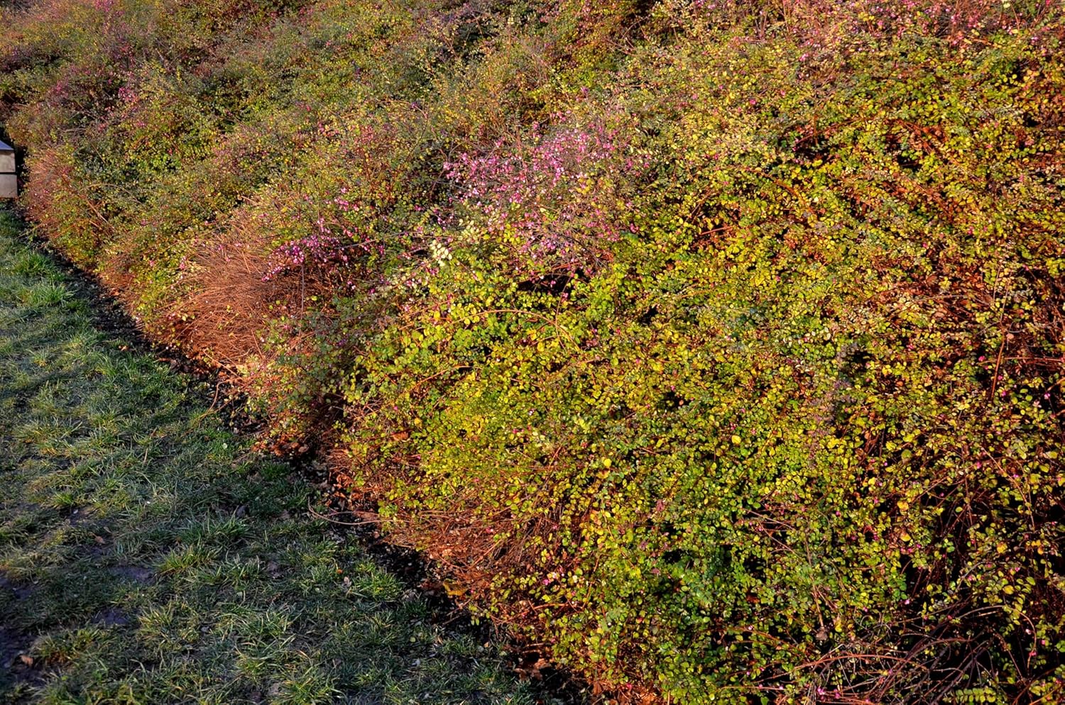 Niedrige Purpurbeere Symphoricarpos x chenaultii 'Hancock' als Gehölz, mit dunklen Beeren und grünen Blättern, von Stauden Gänge