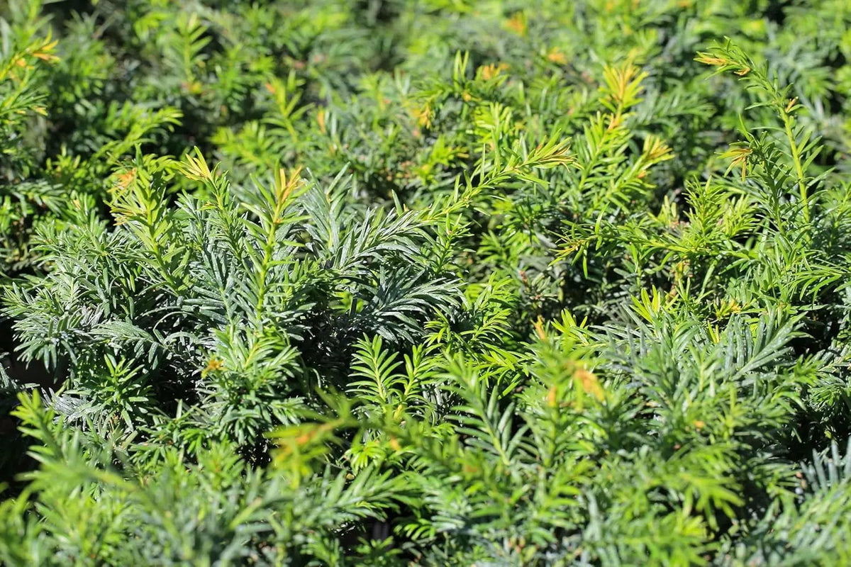 Gehölz Taxus baccata 'Repandens' von Stauden Gänge, bodendeckend wachsend, grüne nadelartige Blätter, dekoratives Laubgehölz