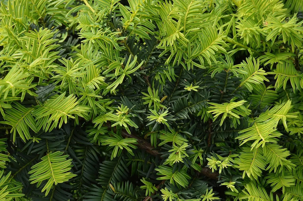 Dicht wachsendes Taxus baccata 'Repandens' Bodendecker-Gehölz von Stauden Gänge, grünes Laub, ideal für Bodendeckung.