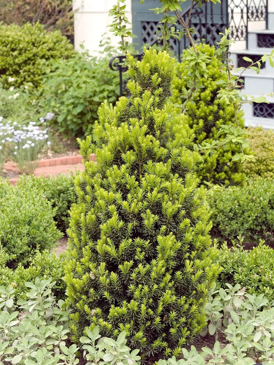 Becher-Eibe Taxus media 'Hicksii' als Gehölz, grüne Nadeln, in natürlicher Umgebung, von Stauden Gänge.