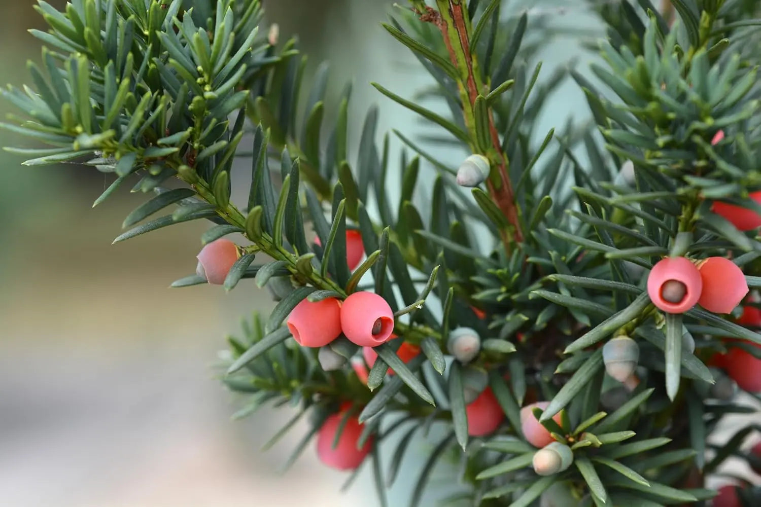 Gehölz Taxus media 'Hicksii' Becher-Eibe, immergrüner Strauch, dicht belaubt, bei Stauden Gänge.