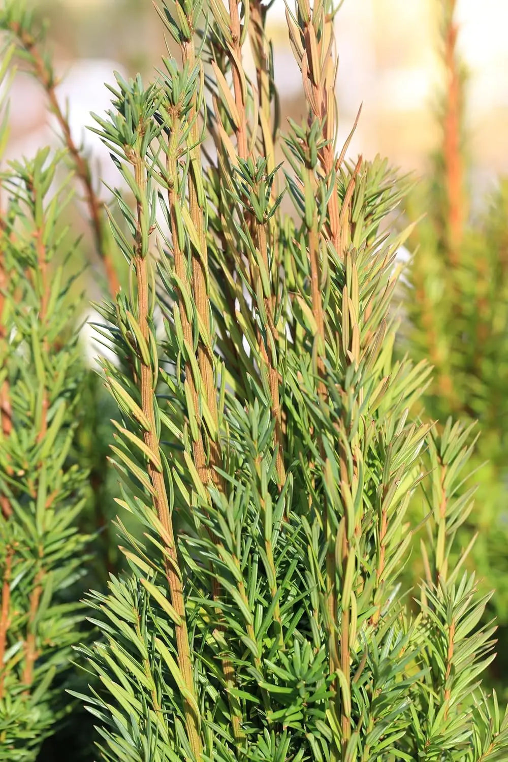 Stauden Gänge Taxus media 'Hicksii' Becher-Eibe, immergrünes Gehölz mit schmalem Wuchs, grüne Nadeln, in Gartenumgebung sichtbar