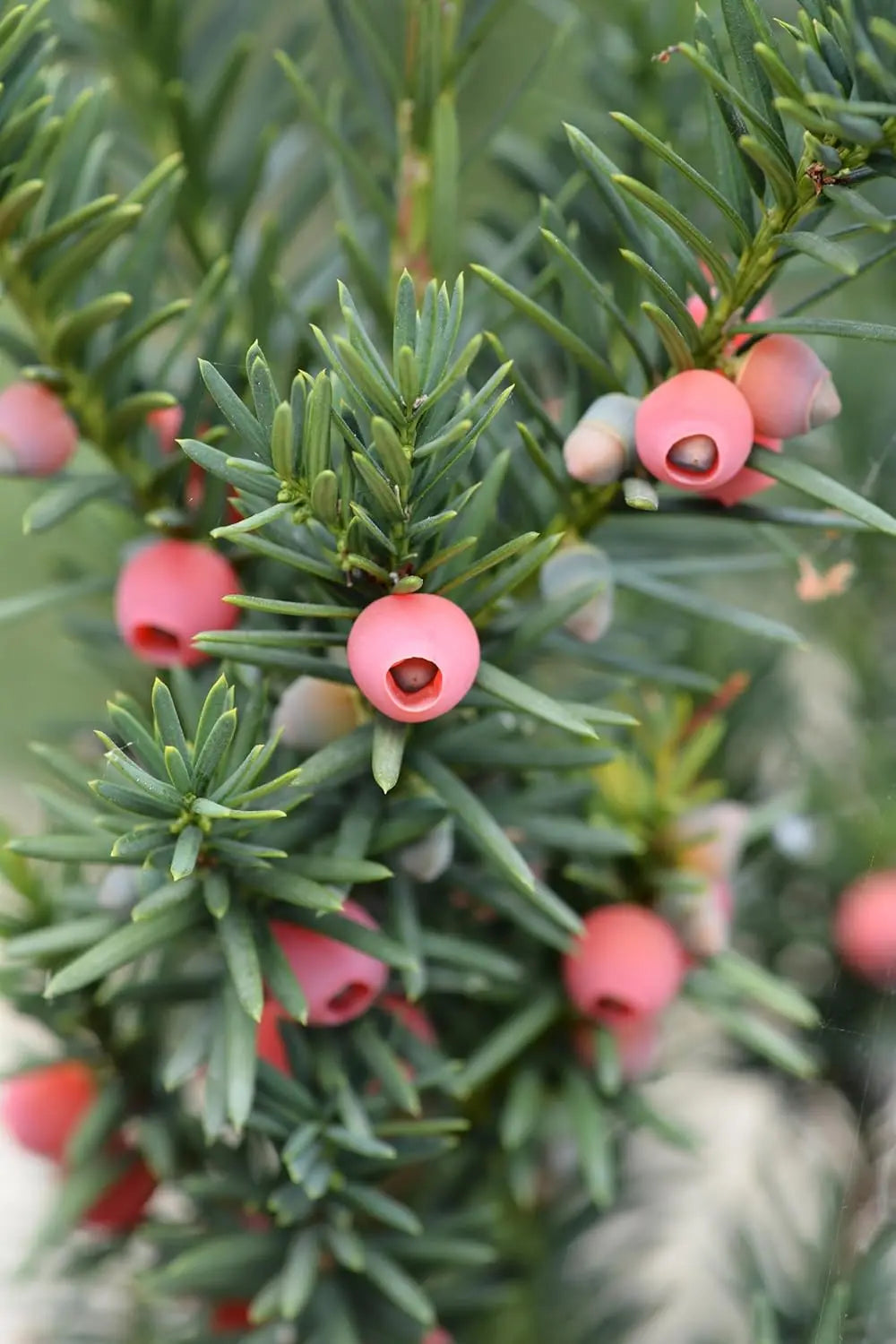 Dichte Taxus media 'Hicksii' Becher-Eibe als Gehölz, grüne Nadeln, im Garten aufgestellt, von Stauden Gänge.
