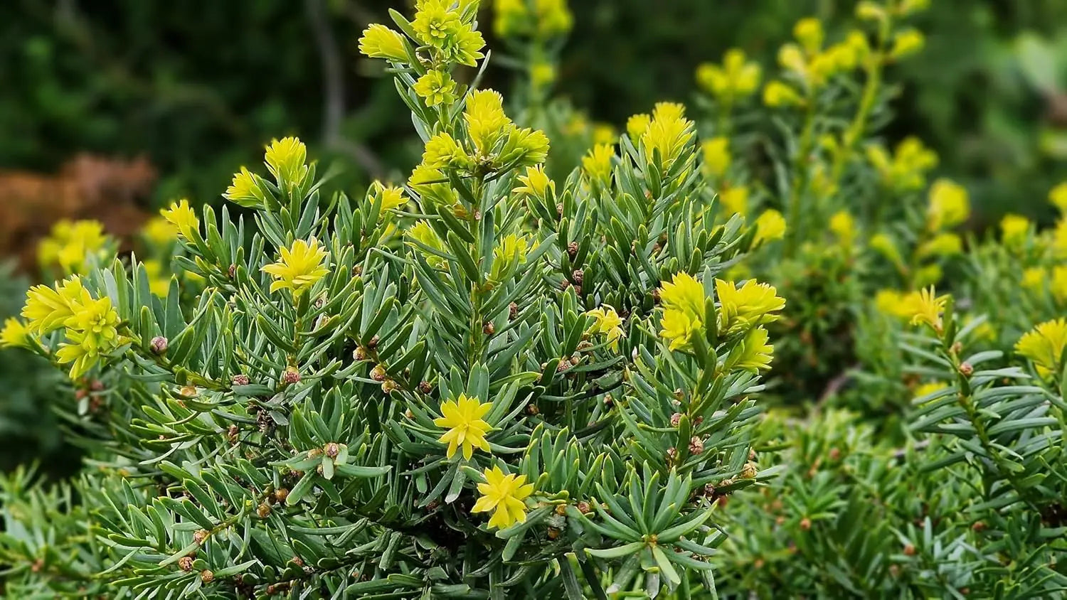 Becher-Eibe Taxus media 'Hillii' als Gehölz, grüne Nadeln, im Garten. Stauden Gänge bietet diese robuste Pflanze.