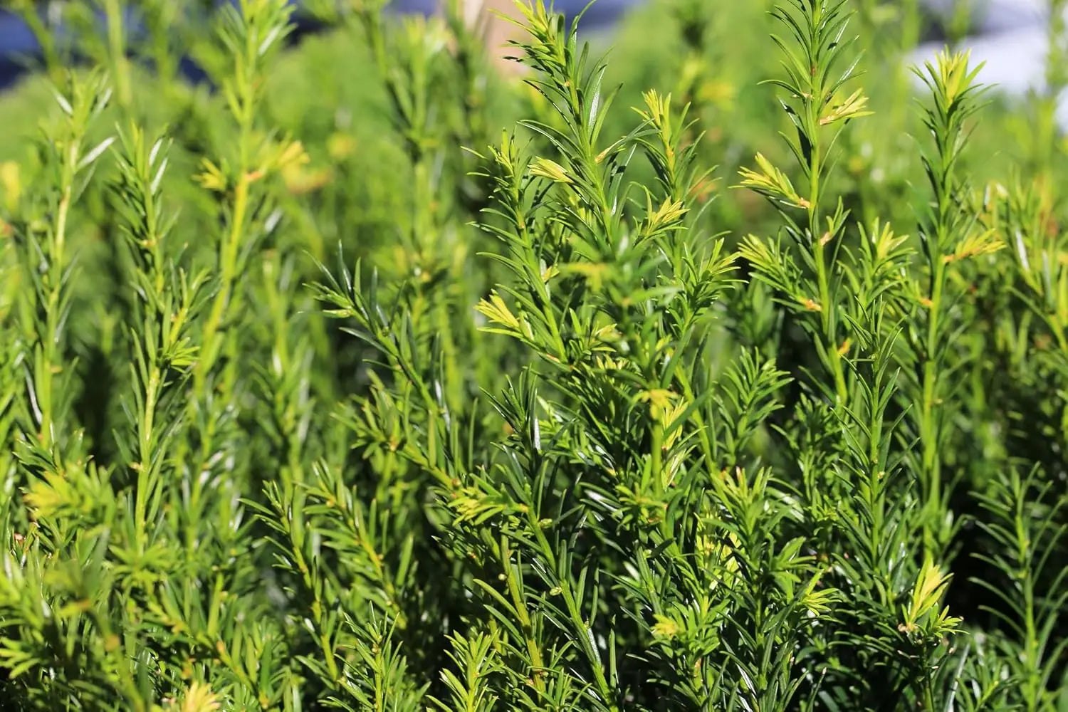 Gehölz Taxus media 'Hillii' Becher-Eibe, immergrüner Strauch, grüne Nadeln, bei Stauden Gänge.