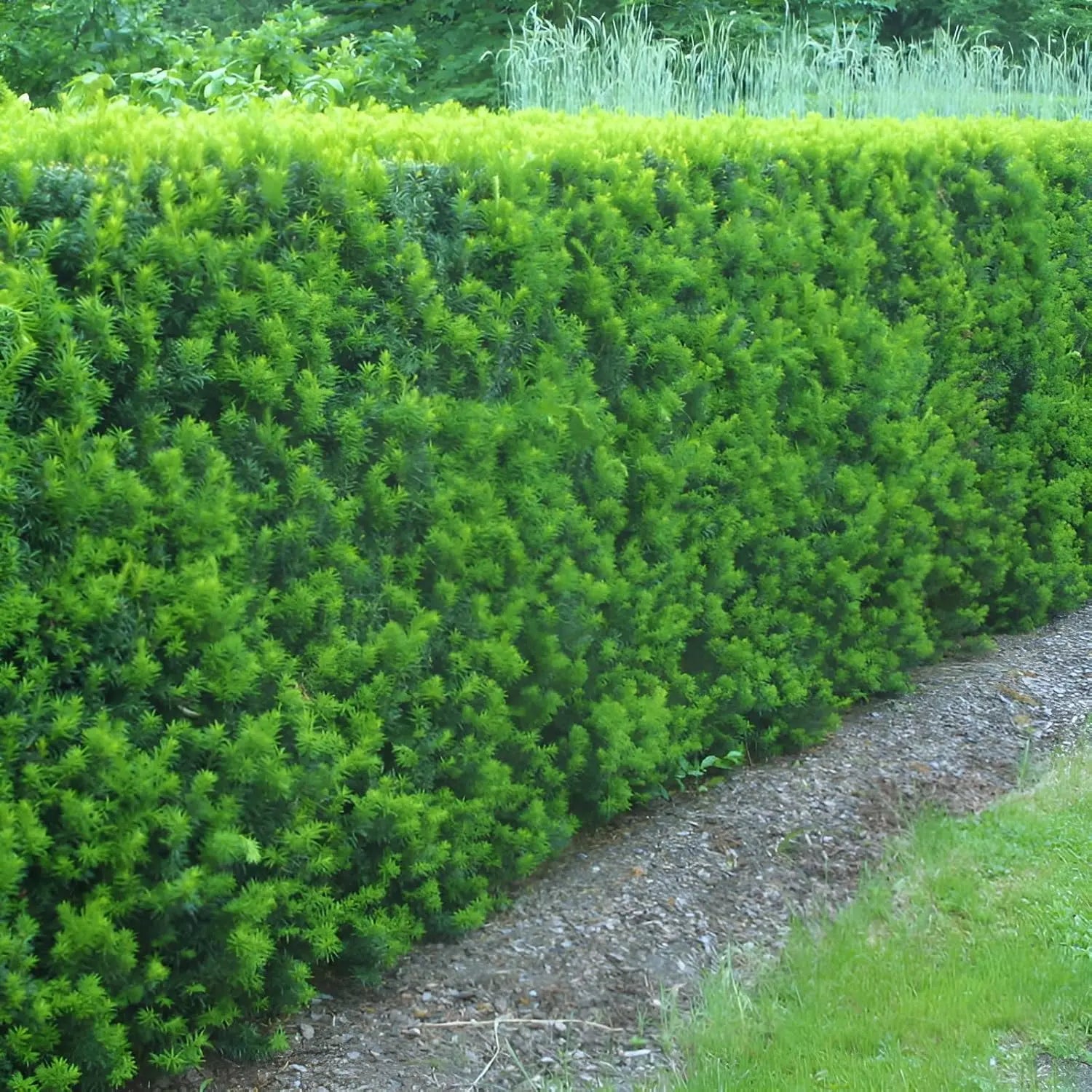 Gehölz Taxus media 'Hillii' Becher-Eibe, grüne nadelartige Blätter, im Garten gepflanzt, Stauden Gänge