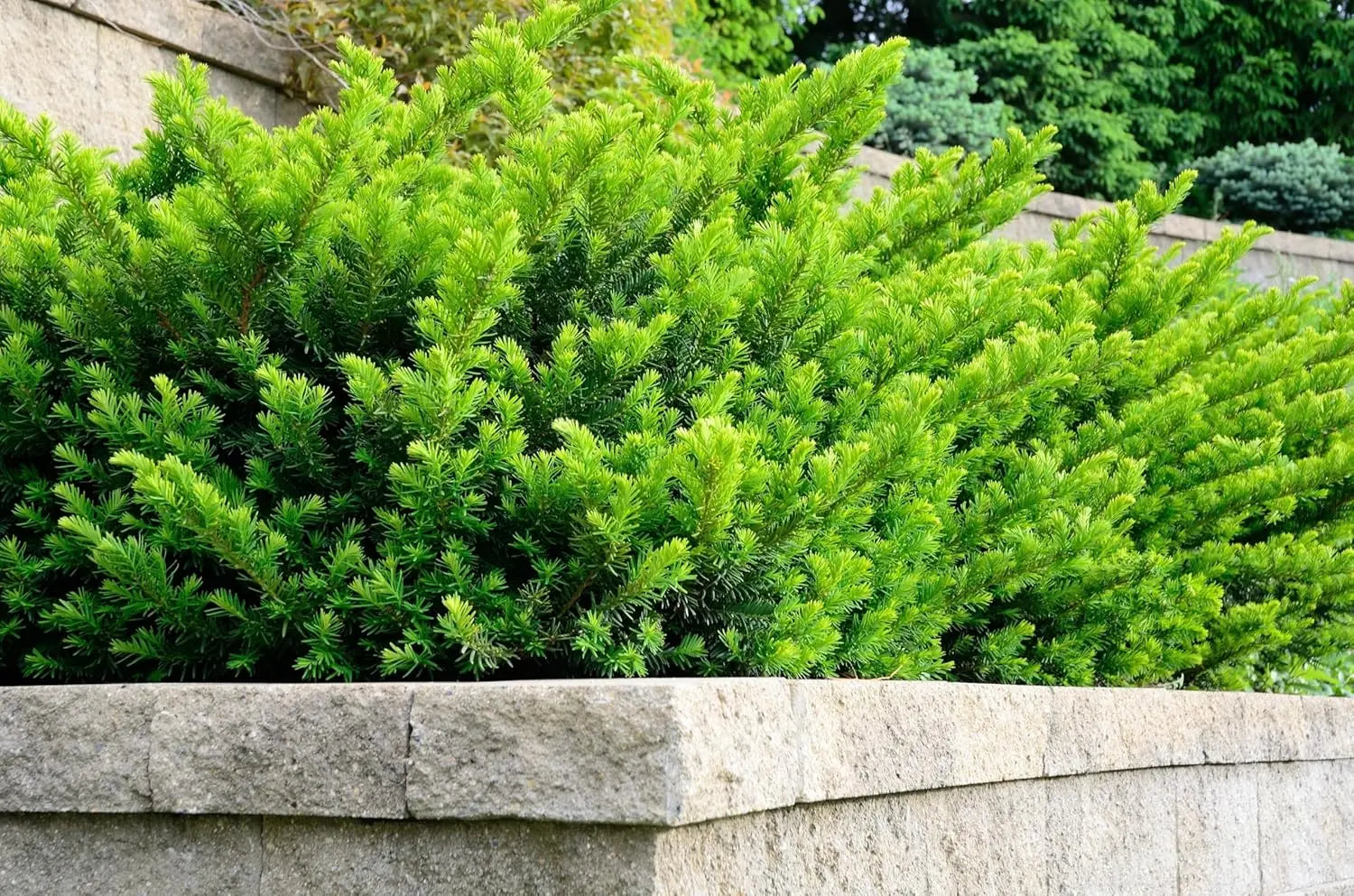 Gehölz Taxus media 'Hillii' Becher-Eibe, grüne Nadeln, kompakte Form, von Stauden Gänge.