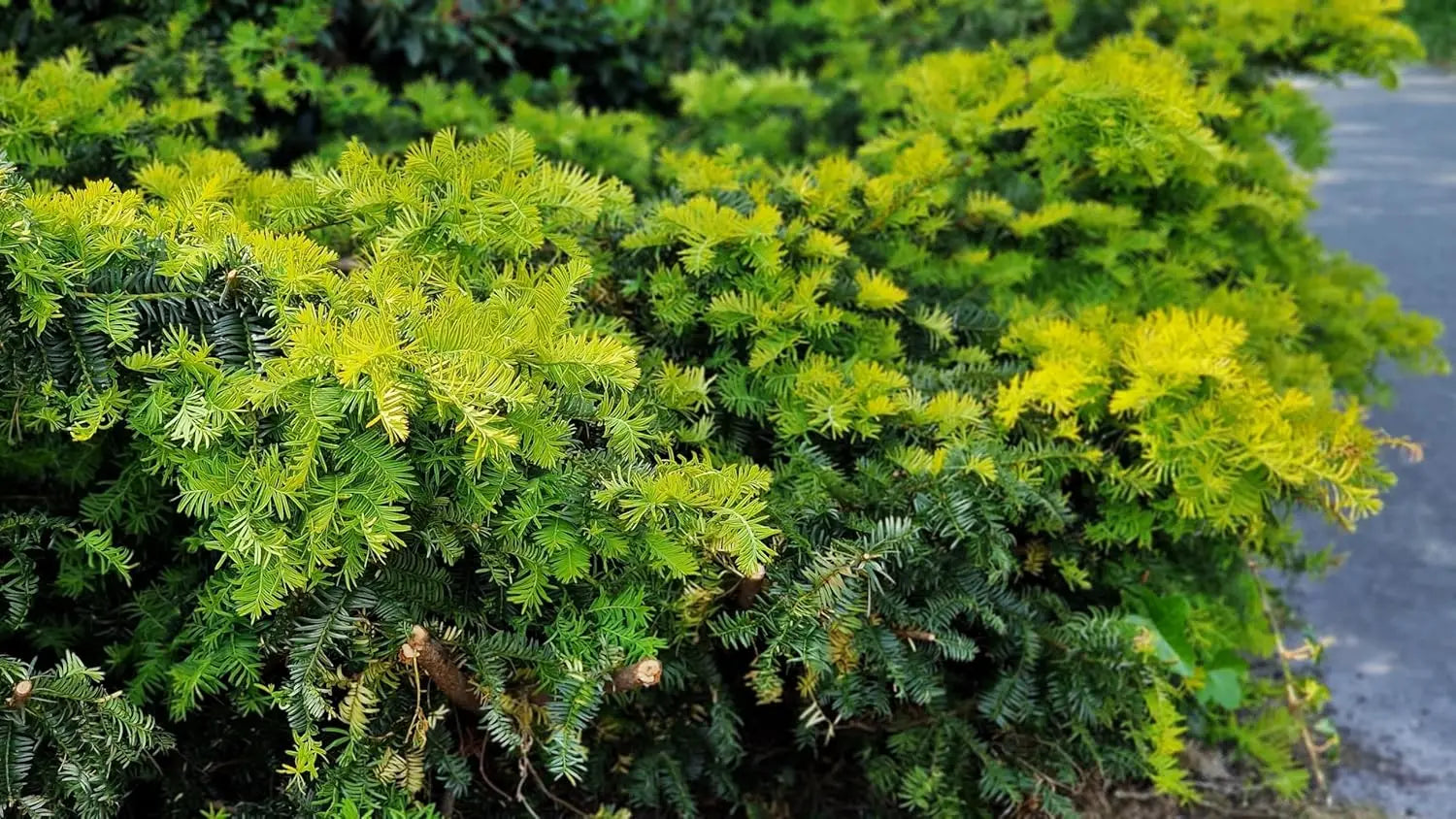 Grüner Taxus media ‘Hillii’ Becher-Eibe als Gehölz, frisch gepflanzt und dicht wachsend, von Stauden Gänge.
