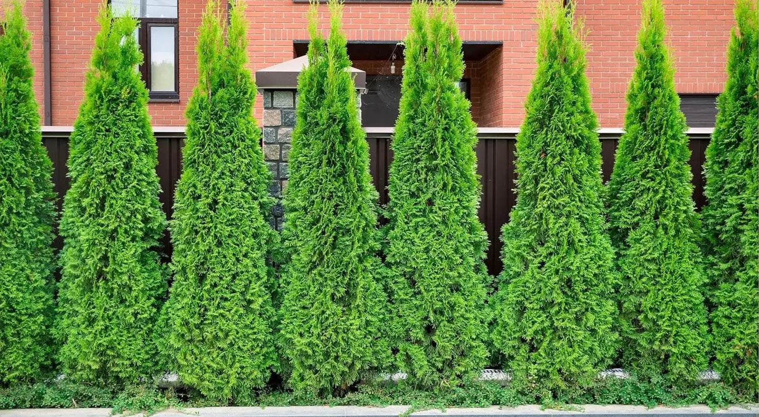 Grüner Lebensbaum Thuja occidentalis 'Brabant' als Gehölz, ca. 1,5 m hoch, von Stauden Gänge, im Garten.