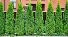 Grüner Lebensbaum Thuja occidentalis 'Brabant' als Gehölz, ca. 1,5 m hoch, von Stauden Gänge, im Garten.