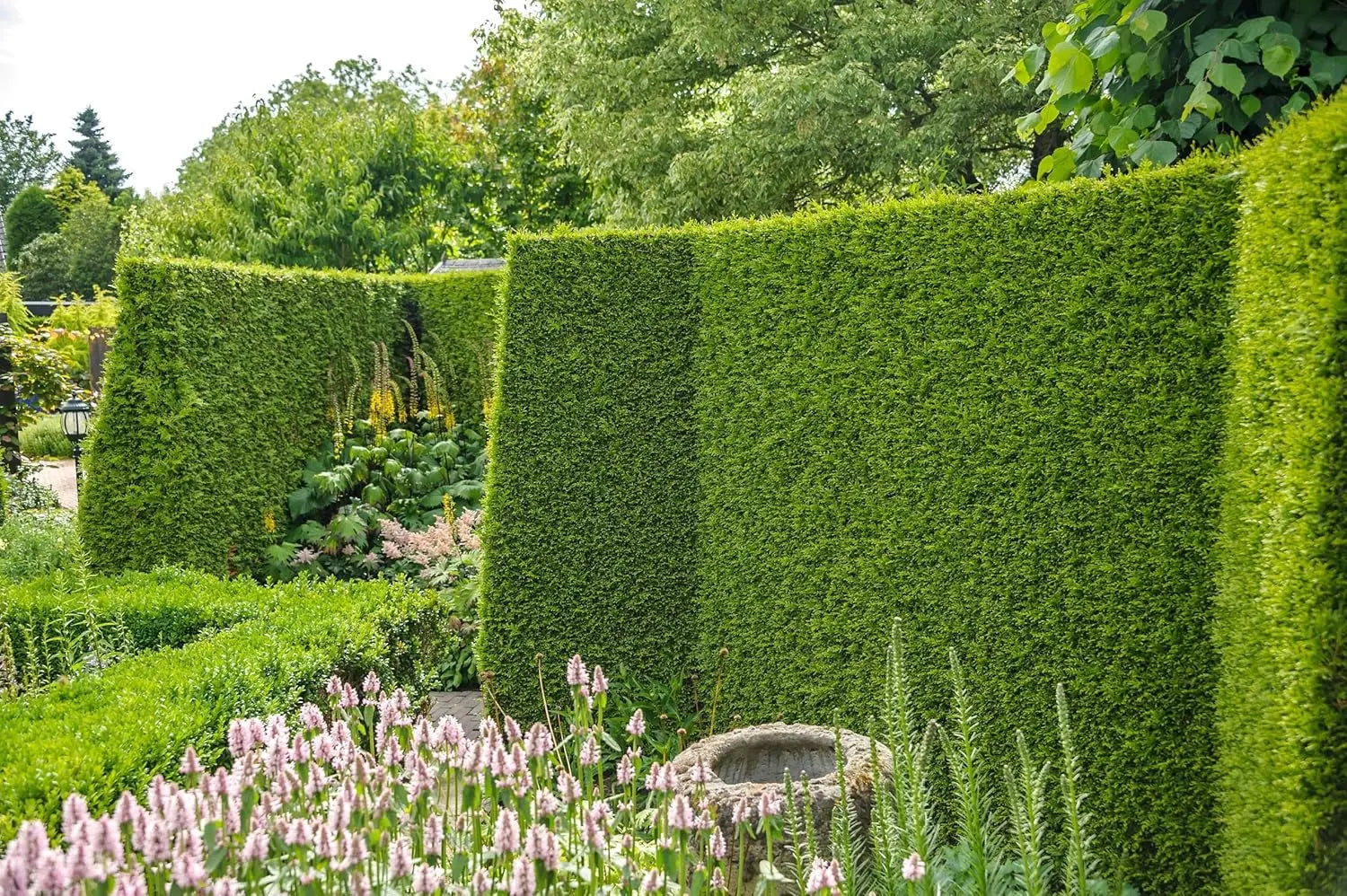 Dicht wachsender Thuja occidentalis 'Brabant' Lebensbaum, Gehölz, grüne Nadeln, bei Stauden Gänge fotografiert