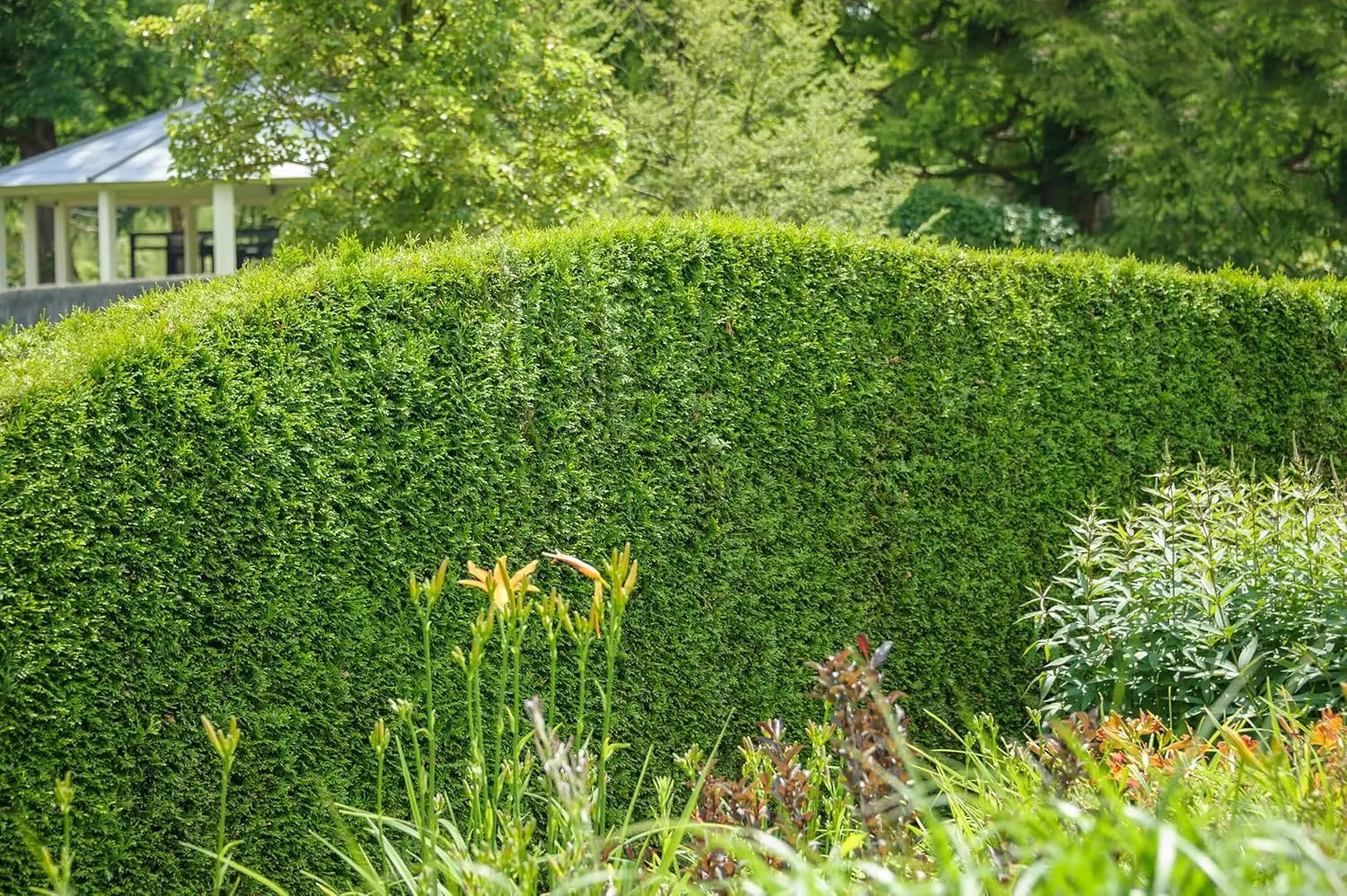 Lebensbaum Thuja occidentalis 'Brabant' als grünes Gehölz, detailreiche Zweige und Nadeln in natürlicher Umgebung.