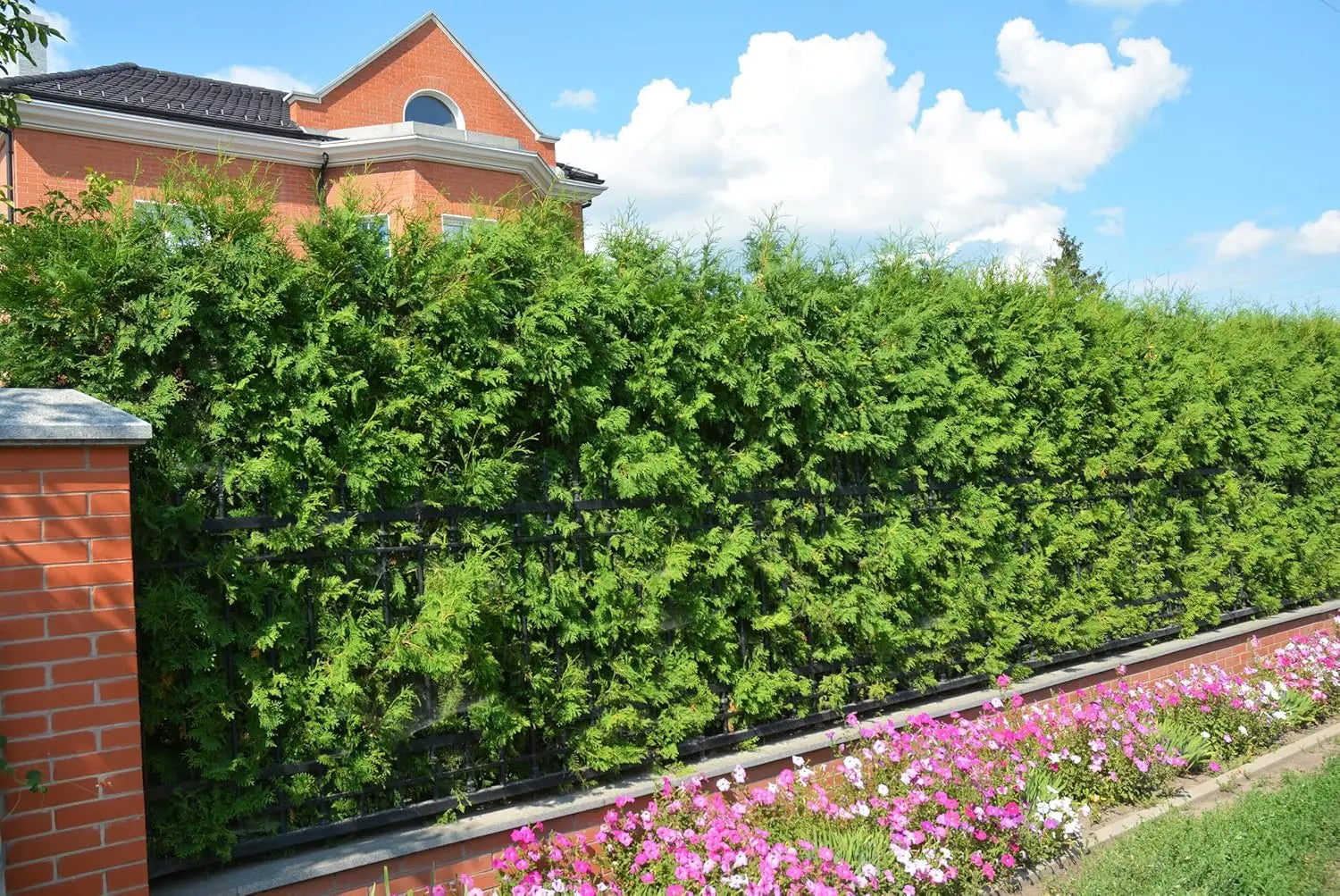 Lebensbaum Thuja occidentalis 'Brabant' als grünes Gehölz, dicht wachsend und nadelförmig, von Stauden Gänge.