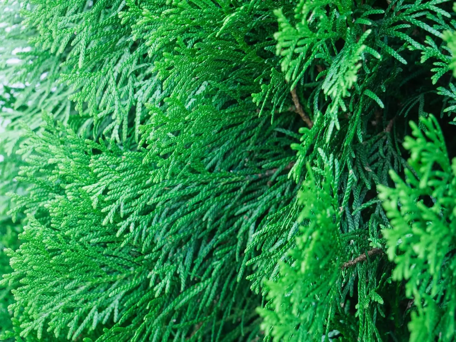 Lebensbaum Thuja occidentalis 'Brabant' als grünes Gehölz, dicht und immergrün, von Stauden Gänge.