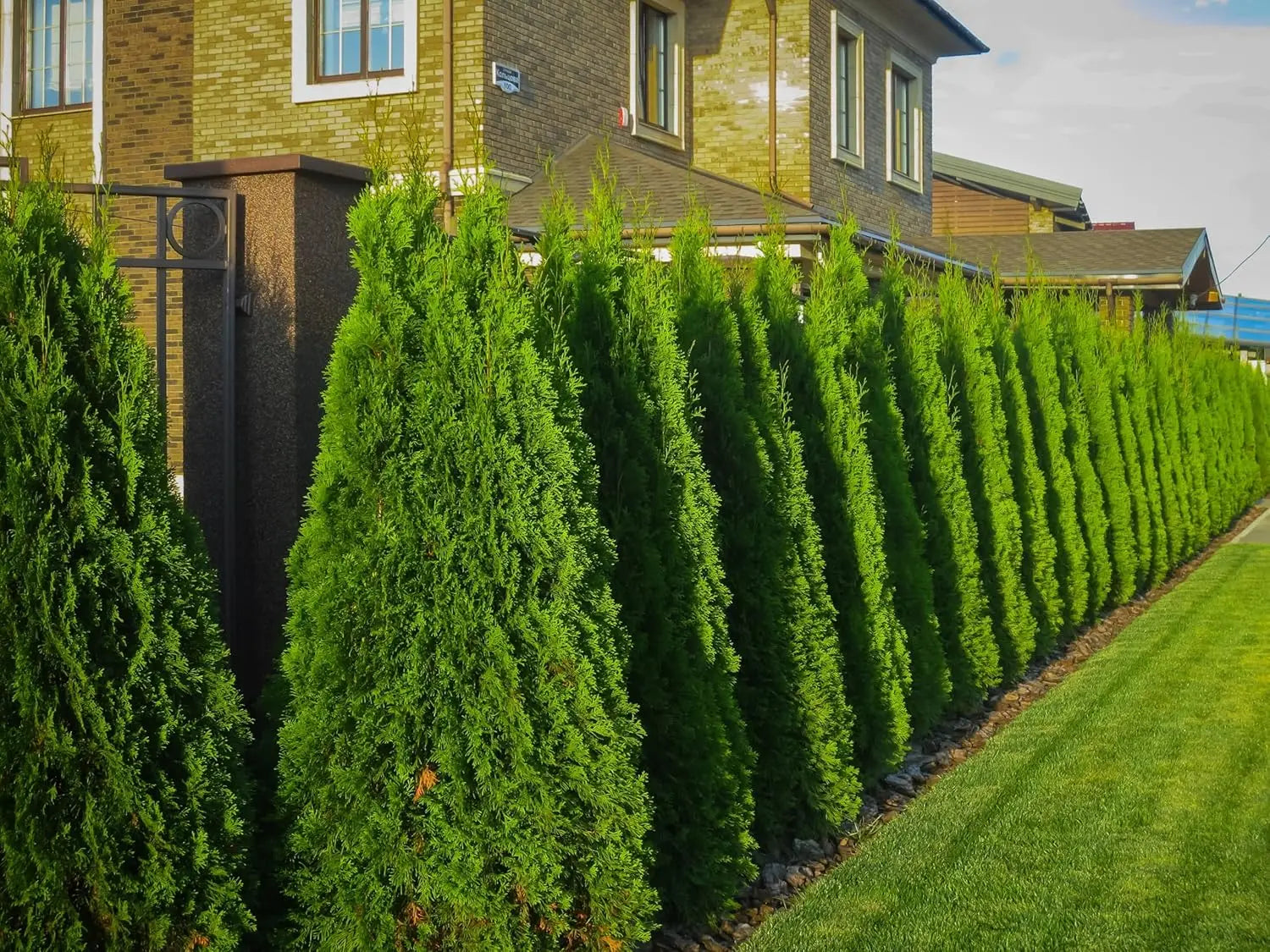 Lebensbaum Thuja occidentalis 'Brabant' als Gehölz, grüne, dichte Thuja-Pflanze von Stauden Gänge.