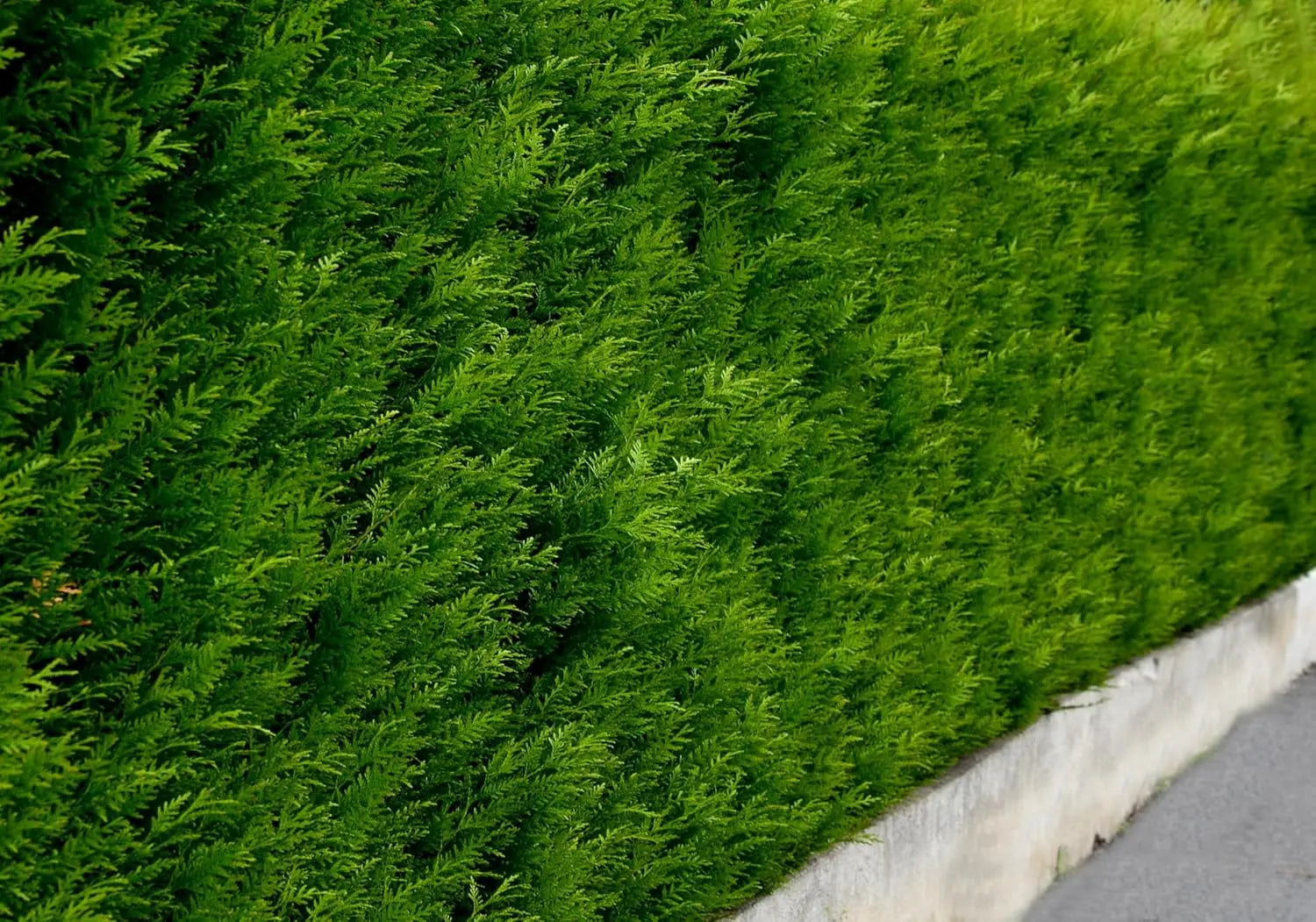 Lebensbaum Thuja occidentalis 'Brabant' als grünes Gehölz, blick auf die dichte Laubkrone und braune Äste, Stauden Gänge.